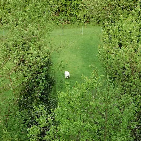 Fewofreizeit דירה ריינאו