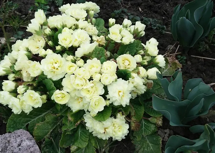 Apartment Fewofreizeit *